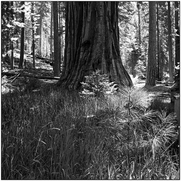 <em>Yosemite Giant Sequoia Trees</em>