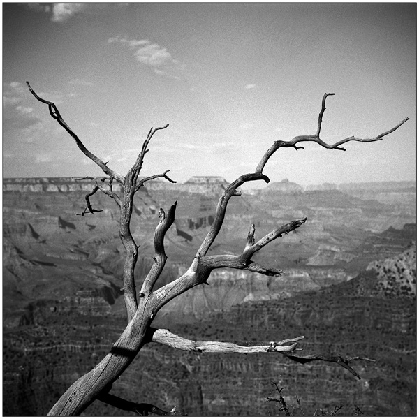 <em>Bleached dead tree, Grand Canyon</em>