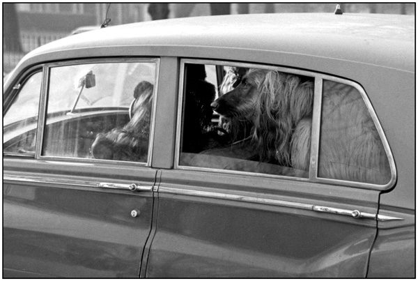 <em>Dog in a Rolls-Royce</em>