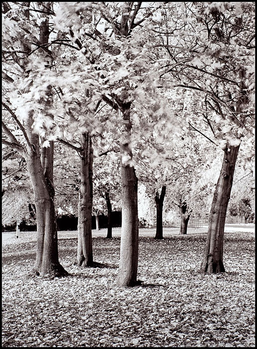 Trees, King Harry Lane, St Albans